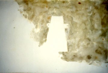 036 (4)